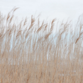 Swaying Reed Panel