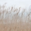 Carta da parati panoramica Swaying Reed Rebel Walls Dune FR13602-8
