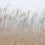 Panoramatapete Swaying Reed Rebel Walls Dune FR13602-8