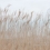 Papeles pintados Swaying Reed Rebel Walls Dune FR13602-8