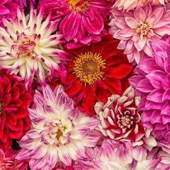 Carta da parati panoramica Pink Delight Dahlias