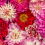 Carta da parati panoramica Pink Delight Dahlias Curious Collections Pink delight CC-pink-delight