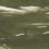 Papeles pintados panorámico Marine Xray Coordonné Silvester A00141