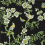 Yukio Wallpaper Thibaut Black T20845