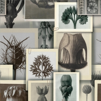 Panoramatapete Blossfeldt's Art Forms Grey Mindthegap