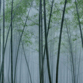 Carta da parati panoramica In The Bamboo