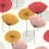 Dandelion Clocks Wallpaper Sanderson Coral DOSW217030