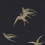 Swallows Wallpaper Sanderson Black DVIWSW105