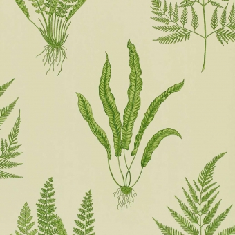 Papier peint Woodland Ferns Green Sanderson