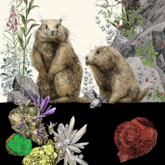 Papier peint panoramique Marmottes Gauche