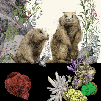 Papier peint panoramique Marmottes Droit Multicolore Edmond Petit