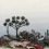 Carta da parati panoramica Yucca Nobilis Multi PAN210