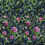 Carta da parati panoramica Gertrude rosa Designers Guild Fuchsia PDG1154/01