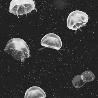 Jellyfish Wallpaper Black Coordonné