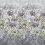 Panoramatapete Tapestry Flower Designers Guild Platinum PDG1153/04