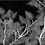 Papier peint panoramique Luxuriance Edito Night PP2NM