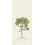 Carta da parati panoramica Arbustes Naturel Isidore Leroy 150x330 cm - 3 lés - Partie B 6248302 - Mimosa