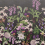 Papier peint panoramique Alice's Garden Rebel Walls Midnight R17163