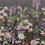 Papier peint panoramique Alice's Garden Rebel Walls Midnight R17163