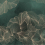 Carta da parati panoramica Opulence Rebel Walls Jade R17093