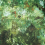 Papier peint Vert de Gris Jean Paul Gaultier Jade 3305-01