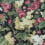 V&A Floribunda Wallpaper 1838 Midnight Black 31116804