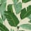 Papier peint panoramique Banana Leaves Mindthegap Green/Beige WP20111