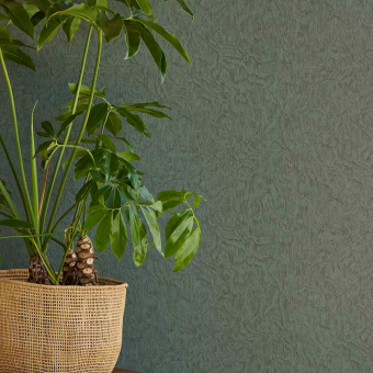 Papier peint Python - Embrace