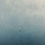Papier peint panoramique Cygne Stella Cadente Bleu clair cygne_st_bleu_clair