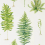 Fernery Wallpaper Sanderson Botanical Green DGLW216633