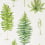 Papier peint Fernery Sanderson Botanical Green DGLW216633