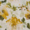 Rose Pivoine Fabric Étamine Jaune 19600715