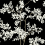 Lunaria Silhouette Wallpaper York Wallcoverings Black White BL1804