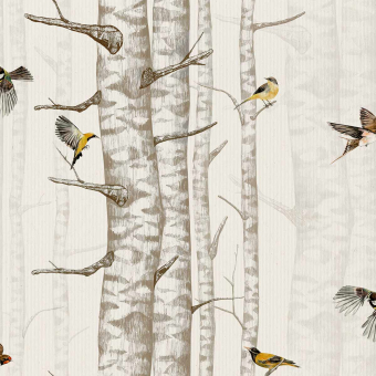 Papier peint Birch Trees