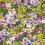 Papel pintado Wildflower Meadow Harlequin Emerald/Amethyst/Peridot HSRW113049