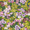 Papier peint Wildflower Meadow Harlequin Emerald/Amethyst/Peridot HSRW113049