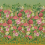 Fleurs d'Artistes Panel Designers Guild Terracotta PDG1170/02