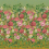 Panoramatapete Fleurs d'Artistes Designers Guild Terracotta PDG1170/02