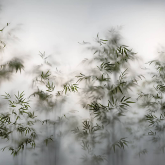 Carta da parati panoramica Bambous dans la Brume