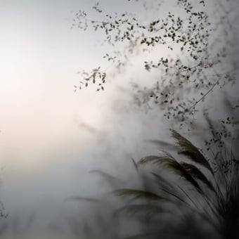 Pampas dans la Brume Panel