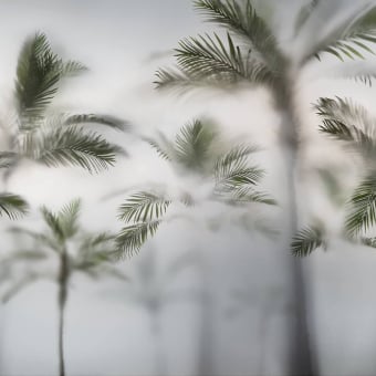 Carta da parati panoramica Oasis dans la Brume