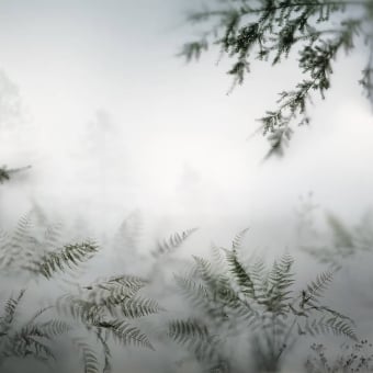 Orée de Forêt dans la Brume Panel