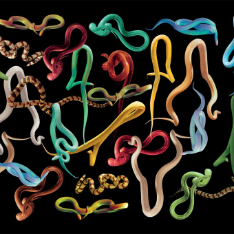 Papeles pintados panorámico Snakes Storm