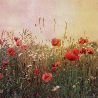 Papier peint panoramique Poppy Field