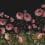 Sweet Buttercups Panel Rebel Walls Midnight R18693