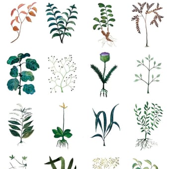 Papier peint panoramique Herbarium