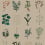 Papier peint panoramique Herbarium Bien Fait Kraft B00096