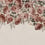 Panoramatapete Rose Plenty Rebel Walls Pink R18706