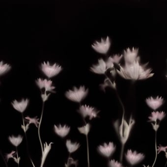 Astrantia Panel