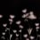Papier peint panoramique Astrantia Rebel Walls Dark R18884